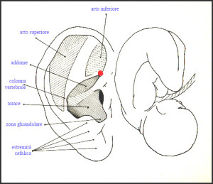 auricolo feto